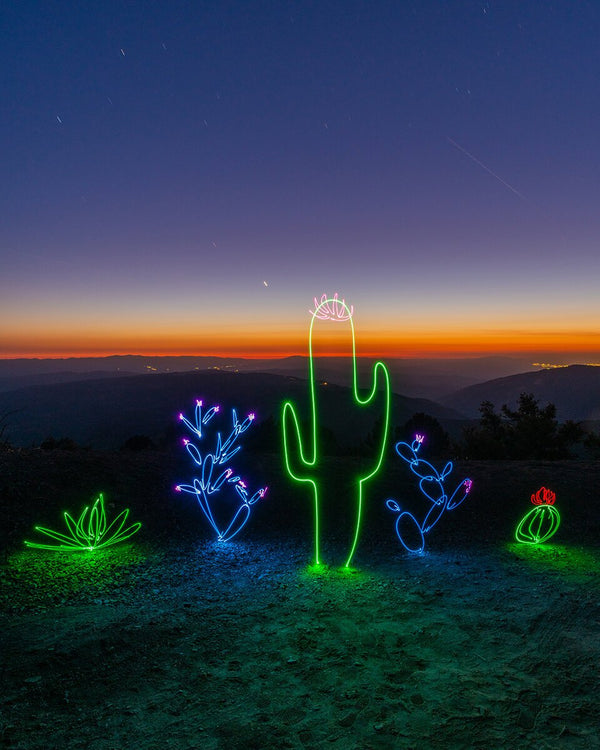 Cactus Garden Print