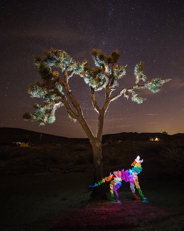 Neon Coyote Print