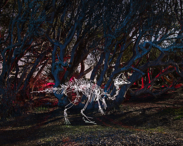 Lambeosaurus Print