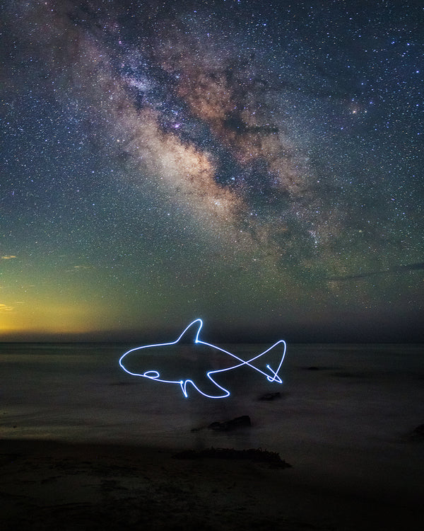 One Line Shark Print
