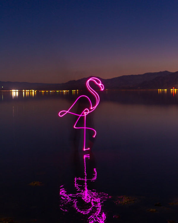 Pink Flamingo Print
