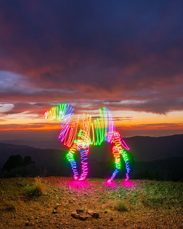 Rainbow Camel Print