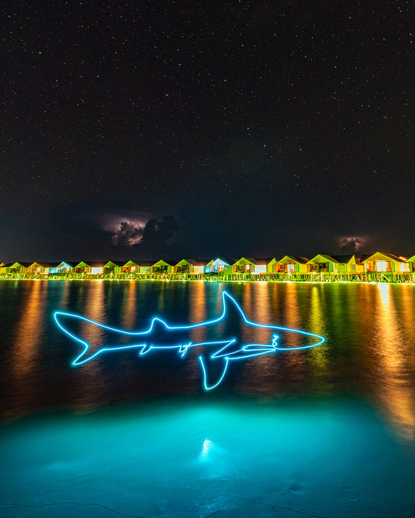 Reef Shark Print
