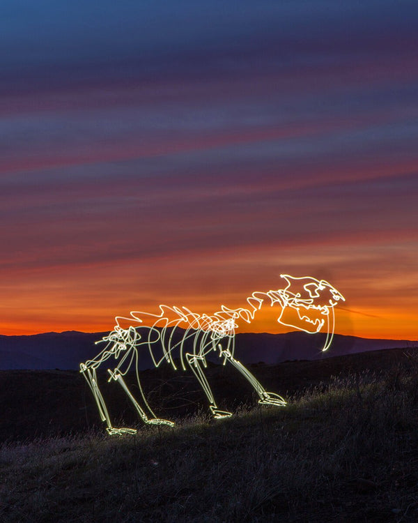 Sabertooth Sunset