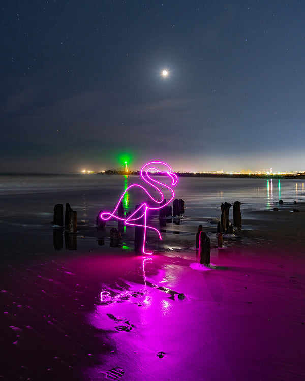Santa Cruz Flamingo Print