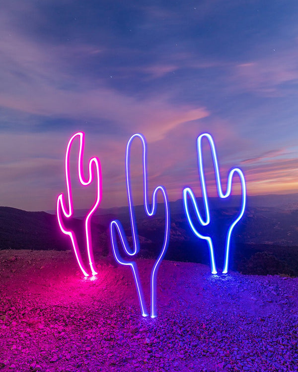 Sunset Saguaros Print