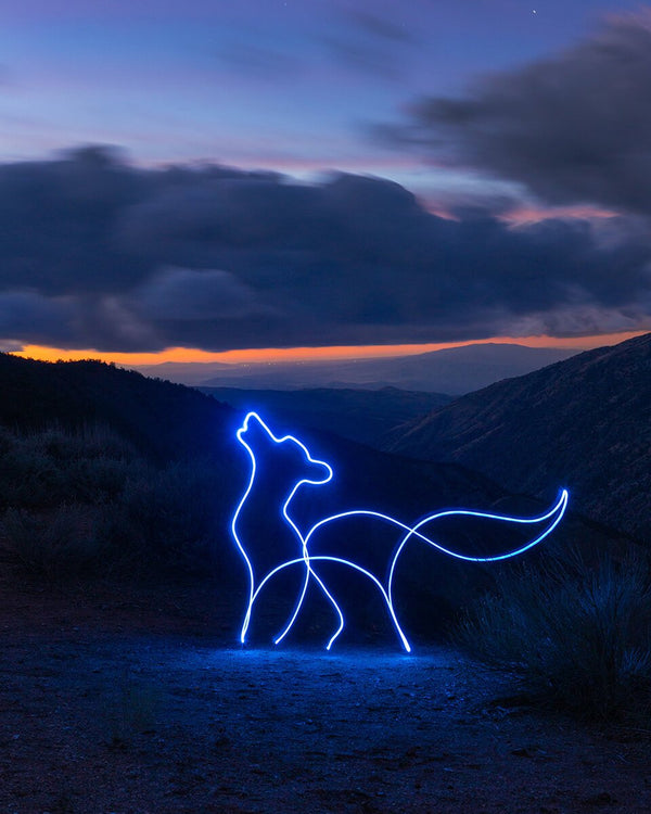 Twilight Coyote Print