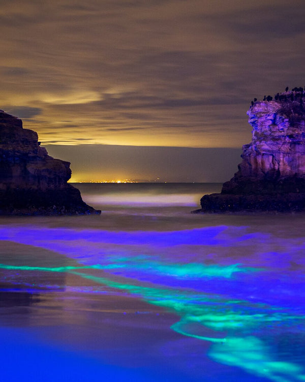 Psychedelic Shores Print