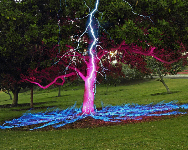 Lightning Tree Print