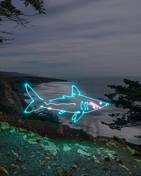Great Light Shark Print