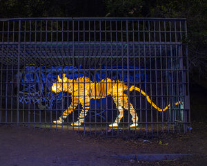 Animal-inspired glowing figures created with light painting in this stop-motion short film by Dariustwin.