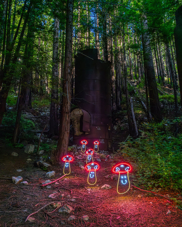 Limekiln Mushrooms Print