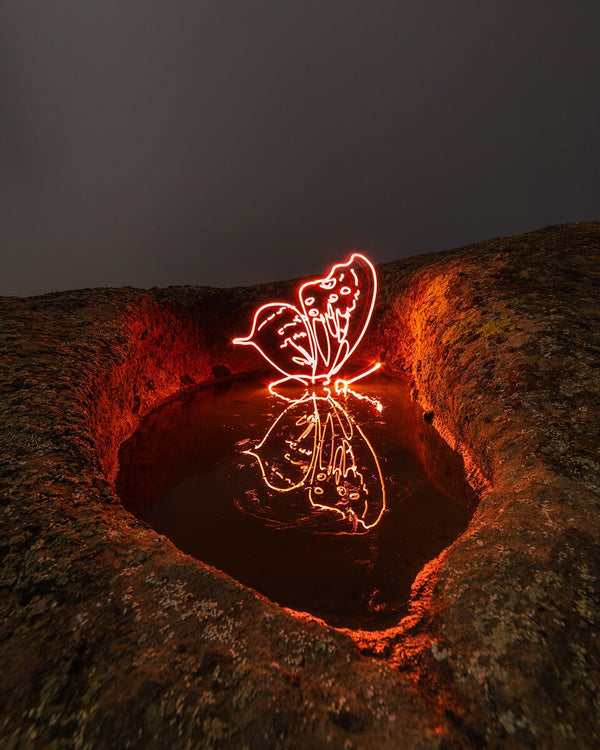 Luminous Butterfly Print
