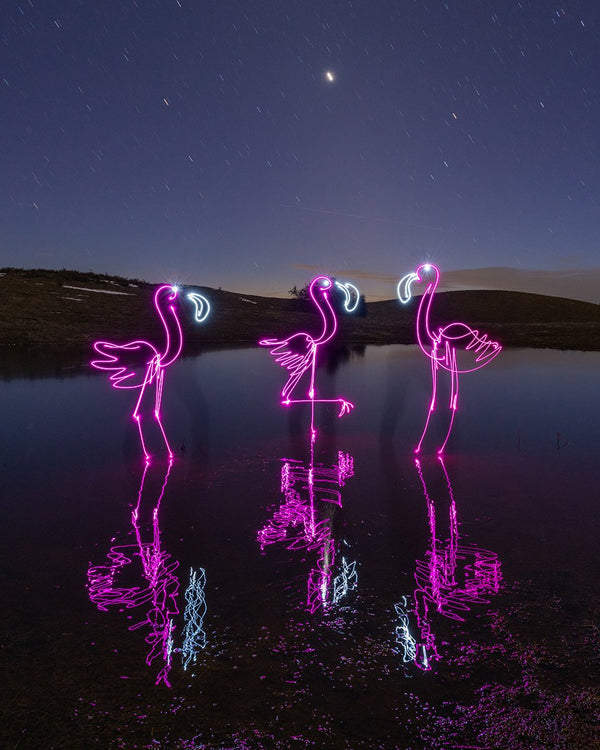 Three Flamingos Print