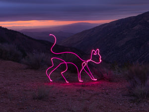 A pink neon cat created with light painting photography against a colorful sunset sky.